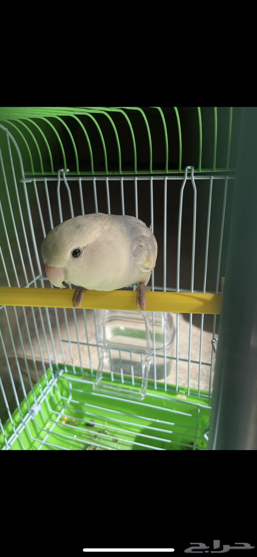 طير روز العمر 6 شهور مع اكله والقفص64433980227969111