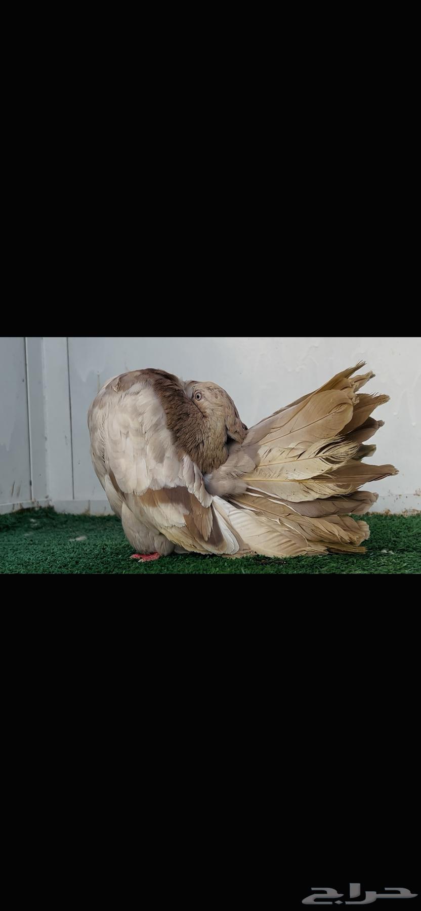 انثى فانتيل كاكي64434169191426110