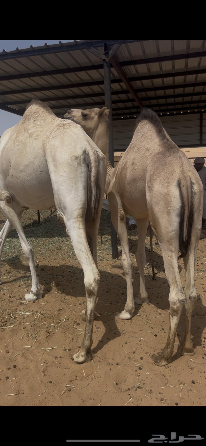 Excellent local lamb, full of fat, taken from under its mother for sale, contact 05340726564435930545282110