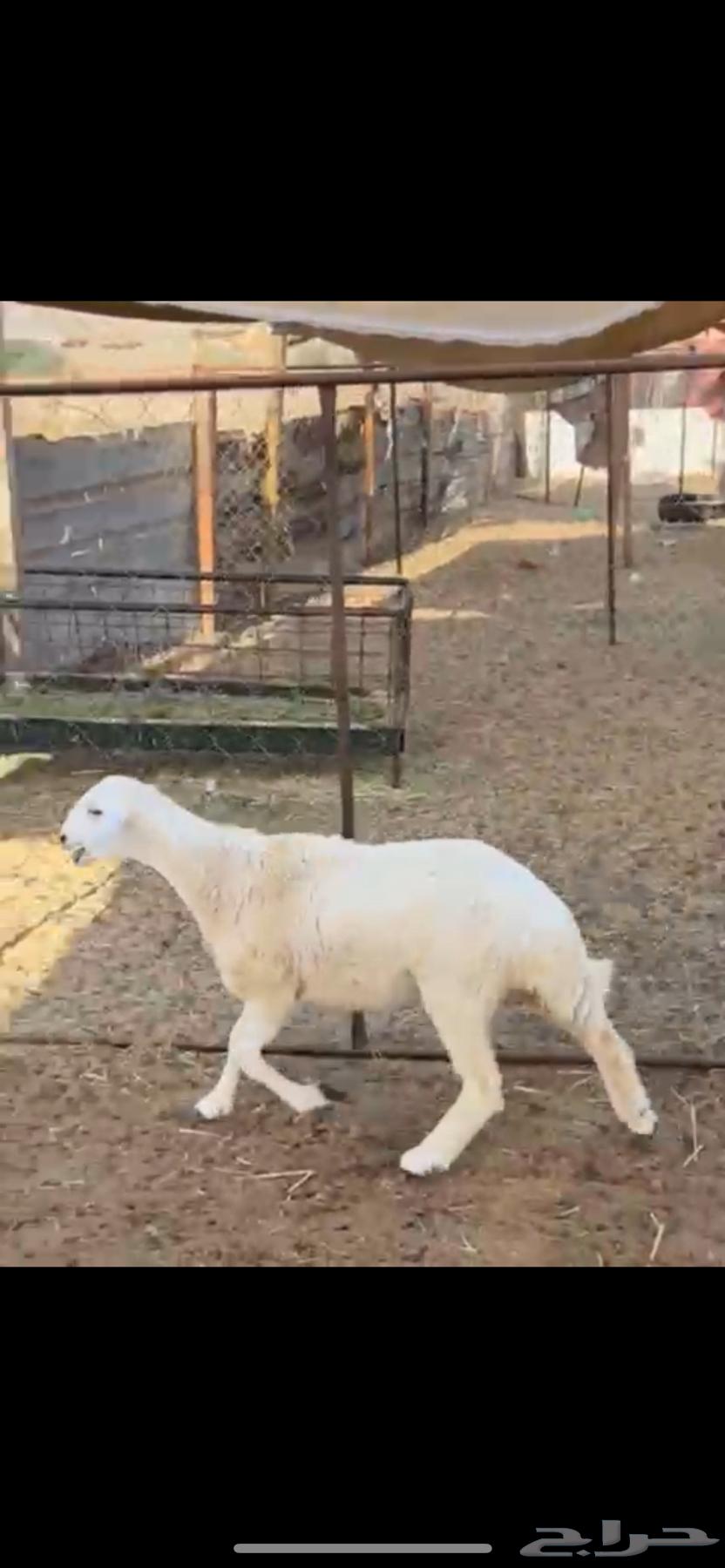 رخل حرية تم البيع64435136644866112