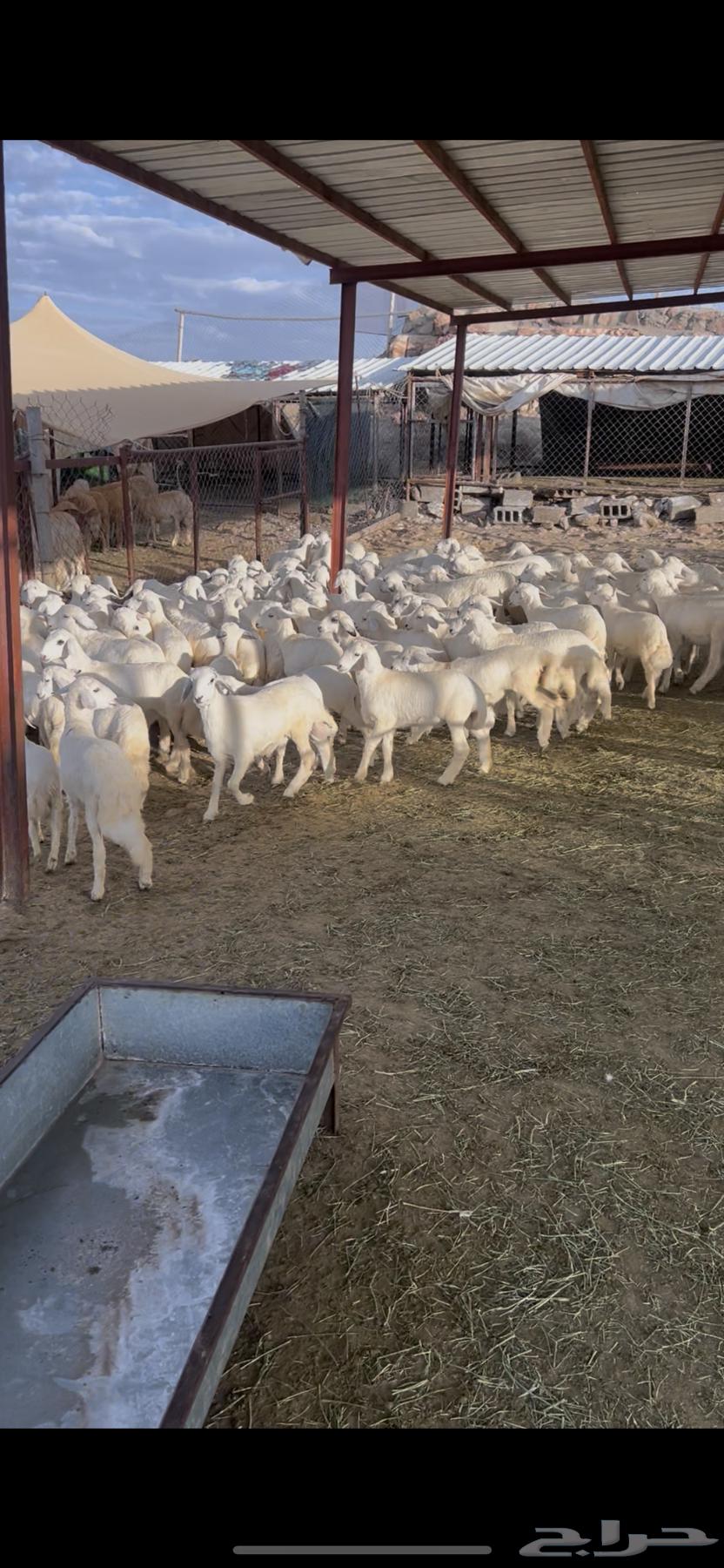 خرفان ورخال طيبة للبيع64437449806338110