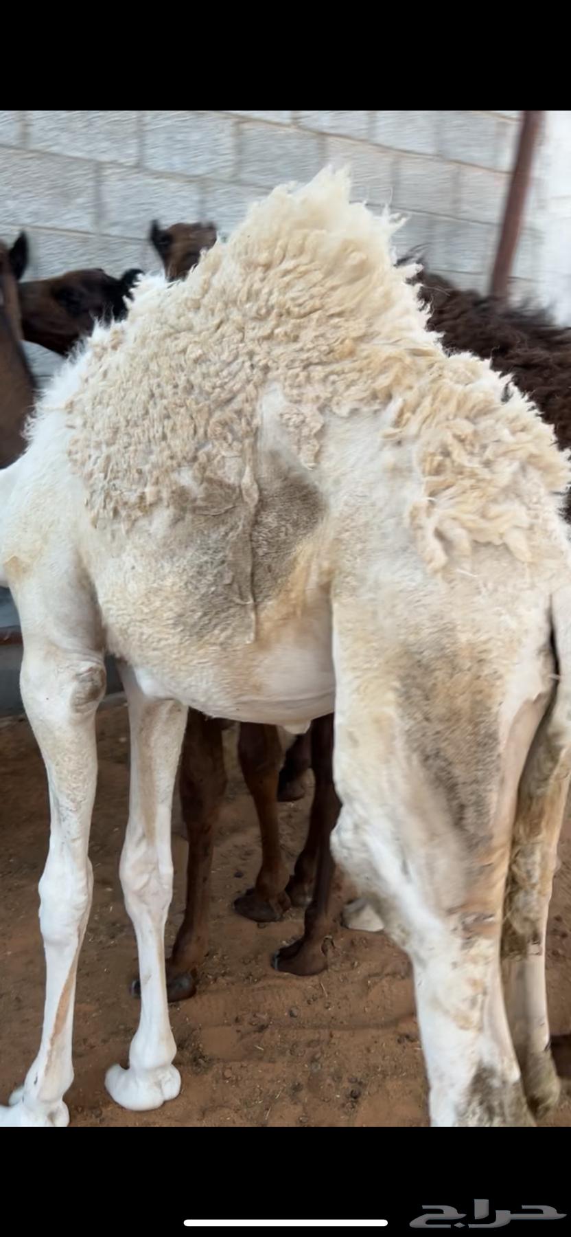 Qa'adan64440042836483110