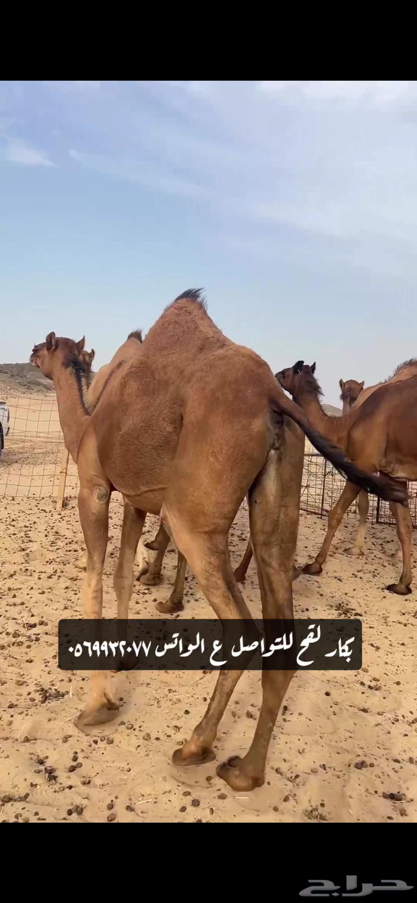 بكار لقحات(( تم البيع ))64434251527683110