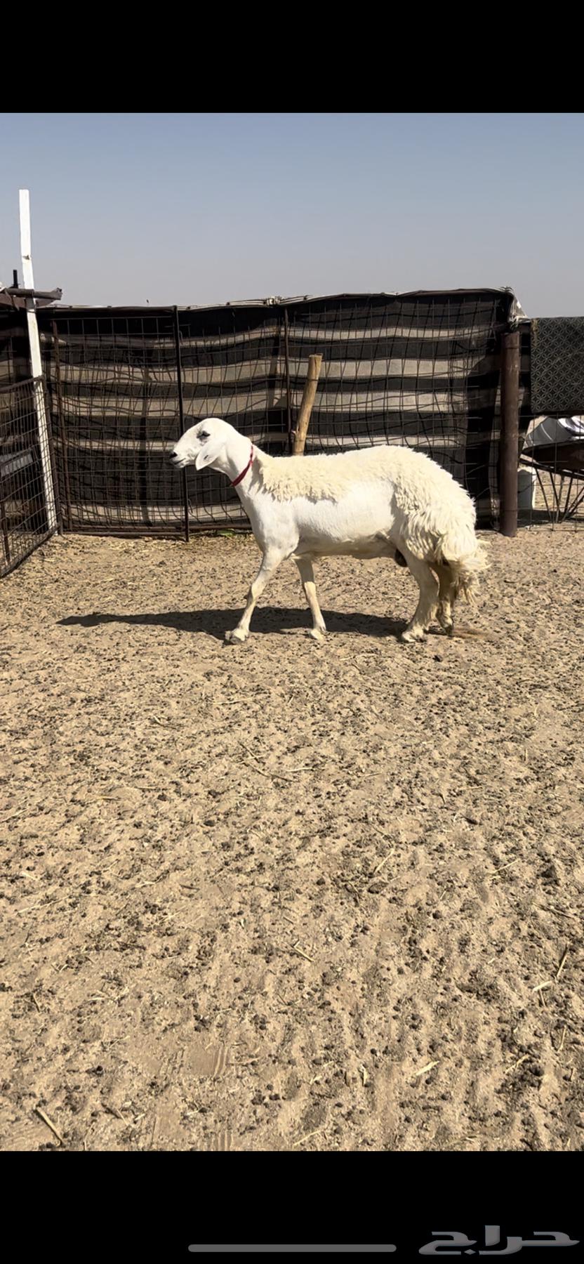 صنف الصنف ثنيه تم البيع64435596380033110