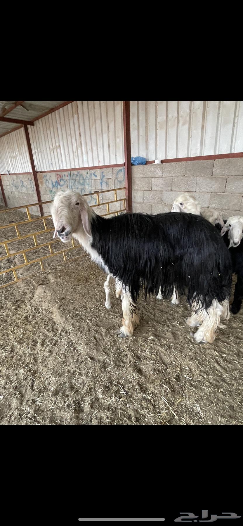 Najdi Class Stallion64434305712258110