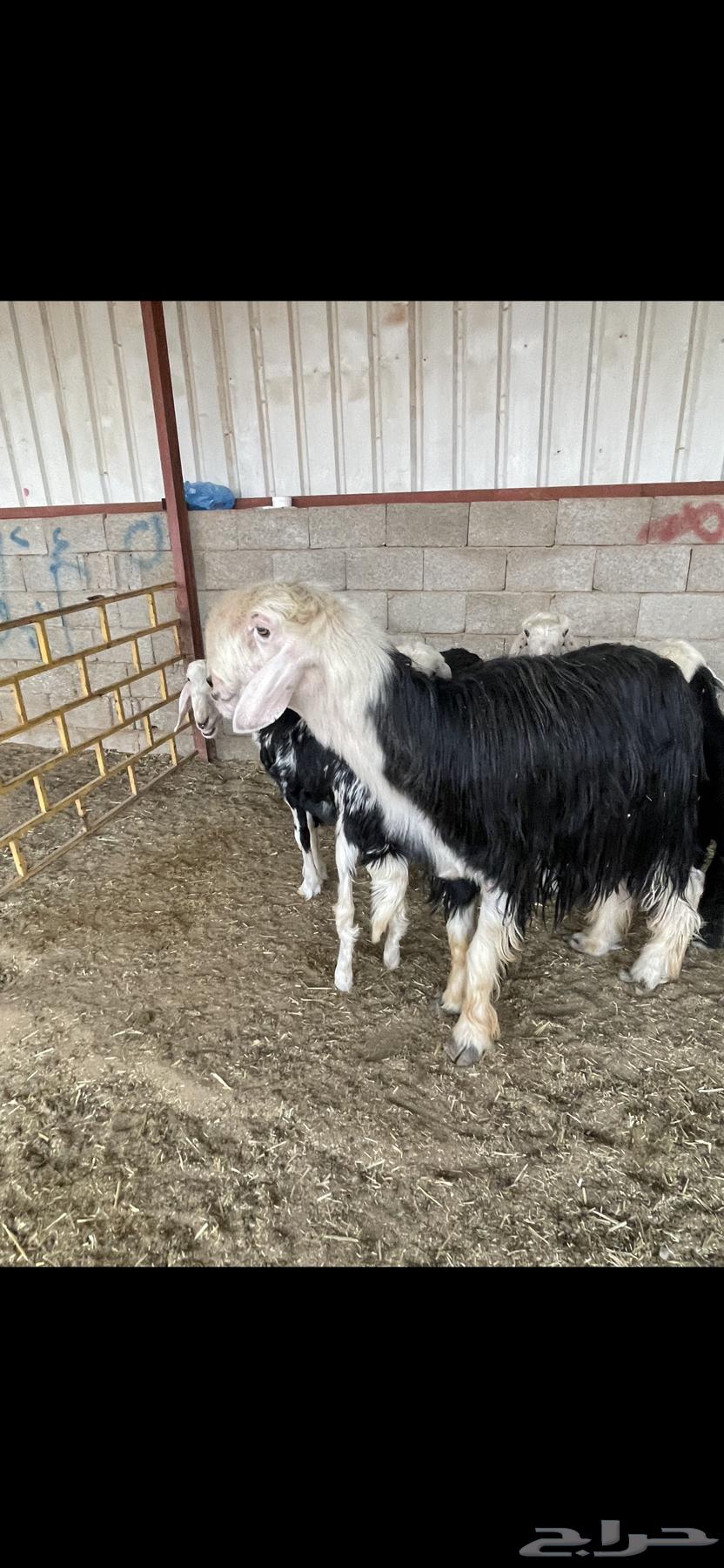 Najdi Class Stallion64434305712258111