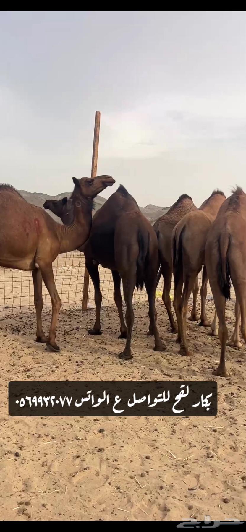 بكار لقحات(( تم البيع ))64434251527683113