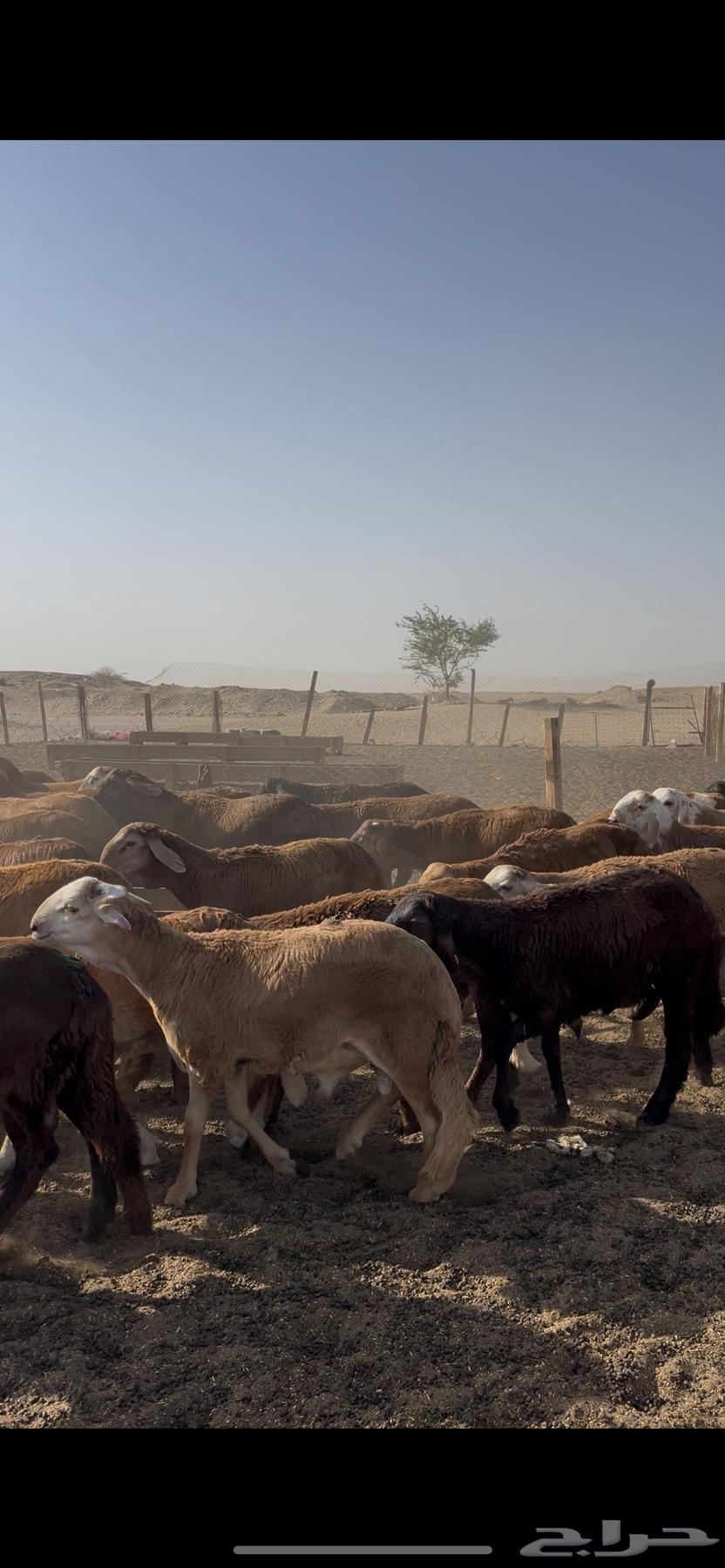 طليان سواكني حمري 100 راس فل64438283786241114