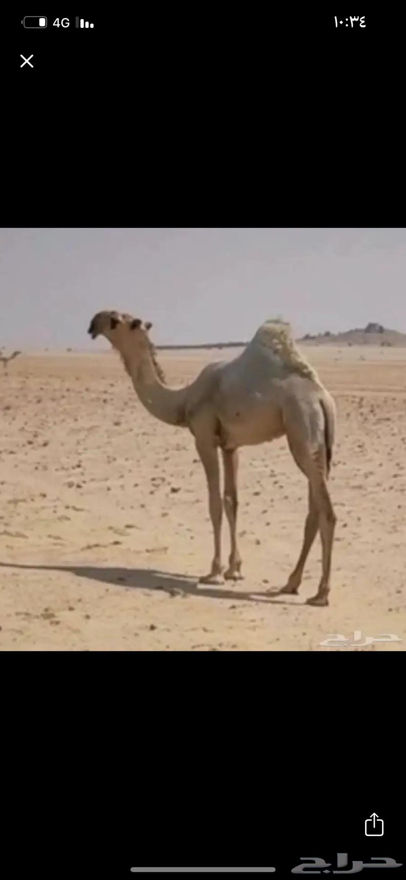 High-pressure, reliable used car or negotiator needed64435944016002110