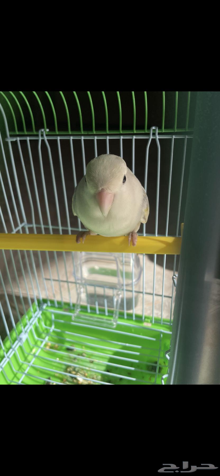 طير روز العمر 6 شهور مع اكله والقفص64433980227969110
