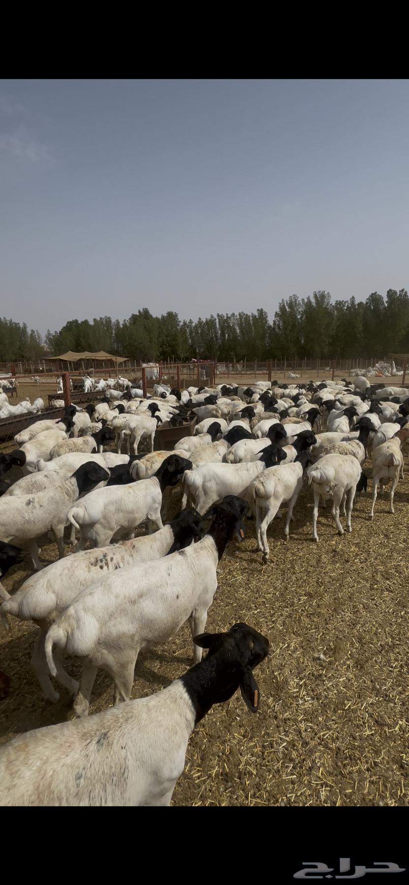 Equal Rabab meat and fat64436172904323112