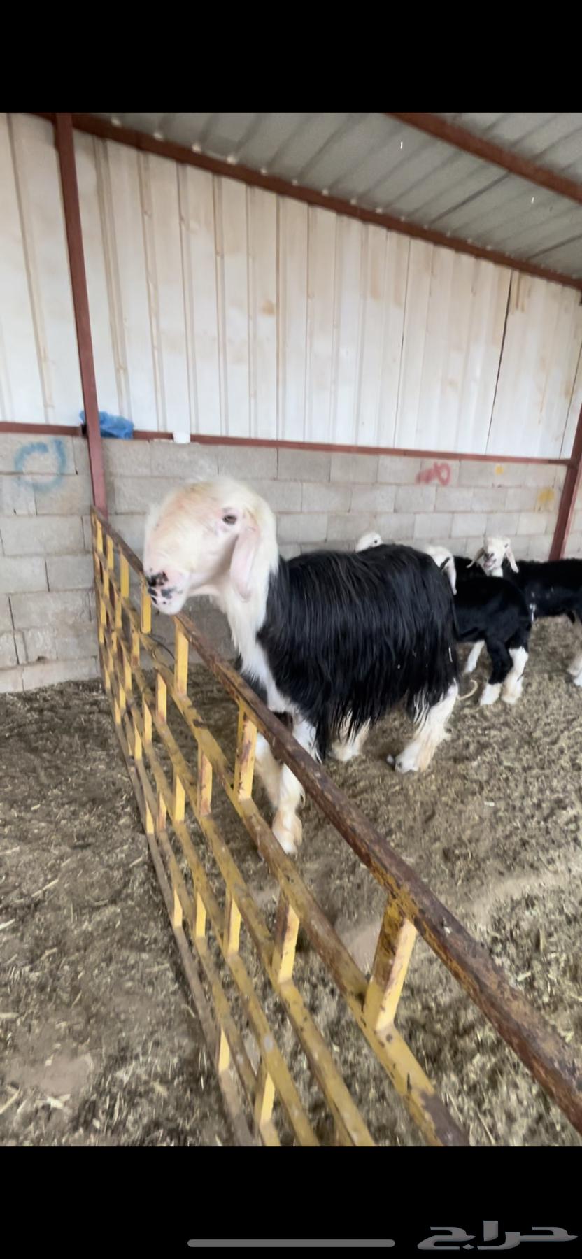 Najdi Class Stallion64434305712258112