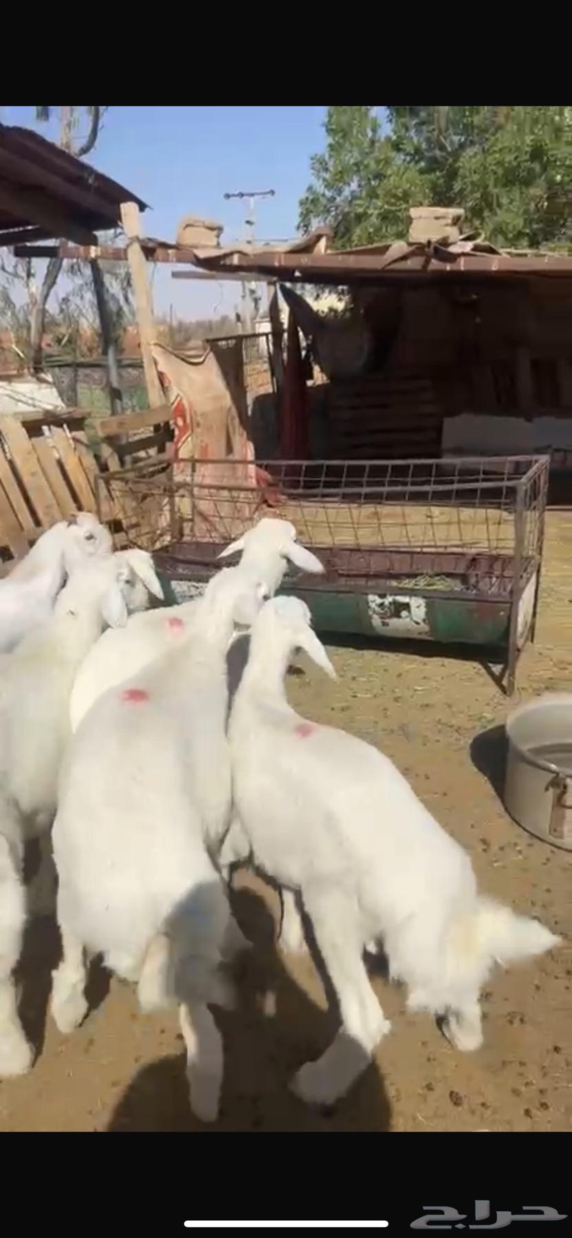 بهم حري مغلق كلش خروف64435463399809111