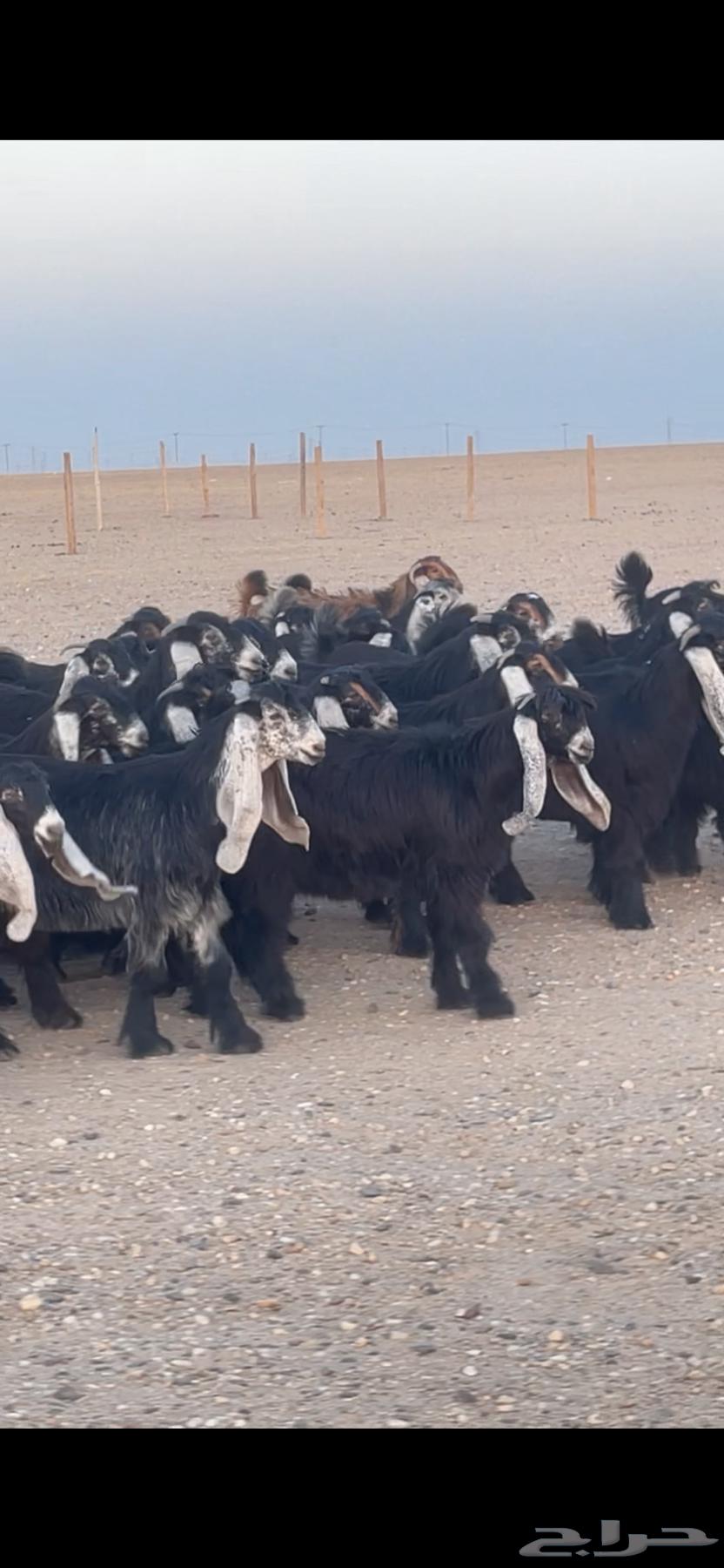 Jafarat Awais of Marah Complete Class64439664685697114