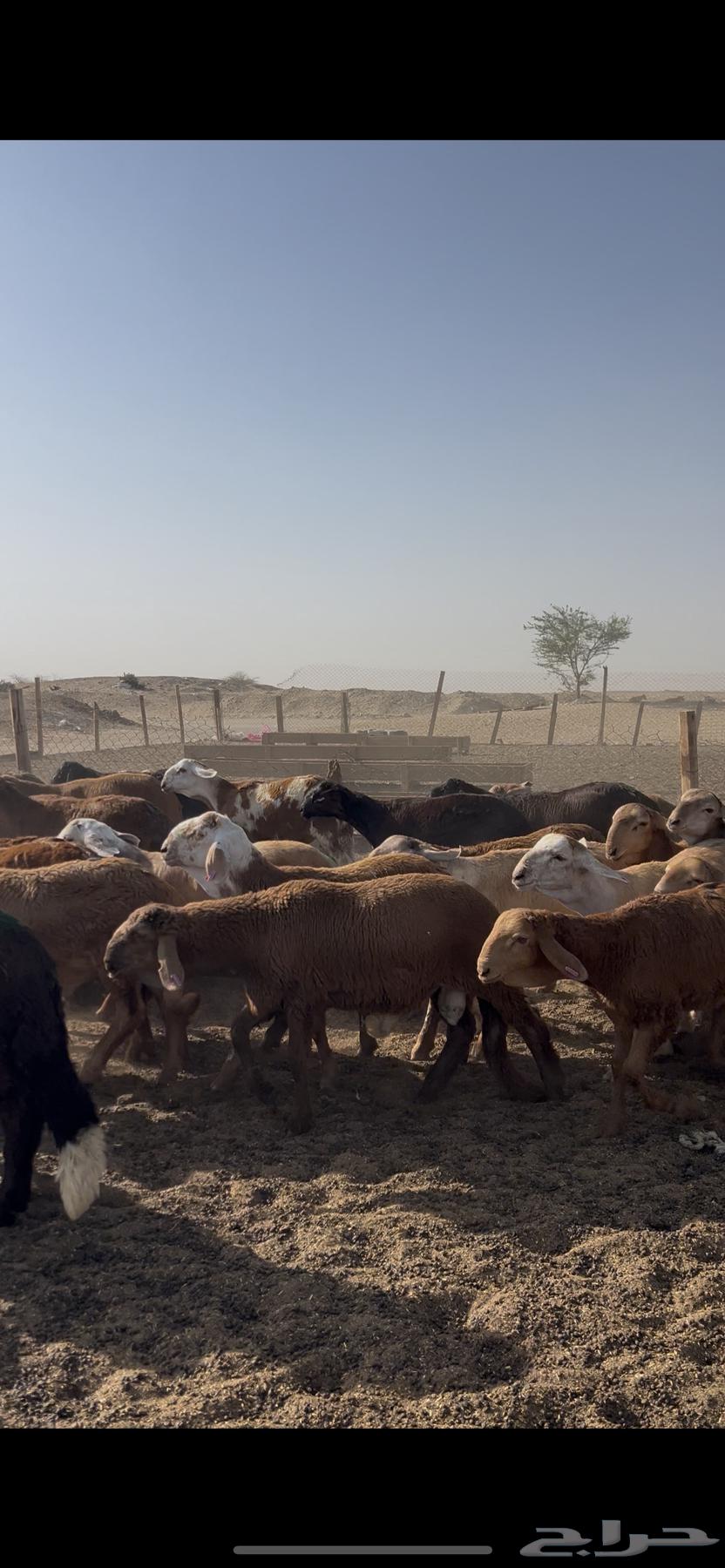 طليان سواكني حمري 100 راس فل64438283786241113