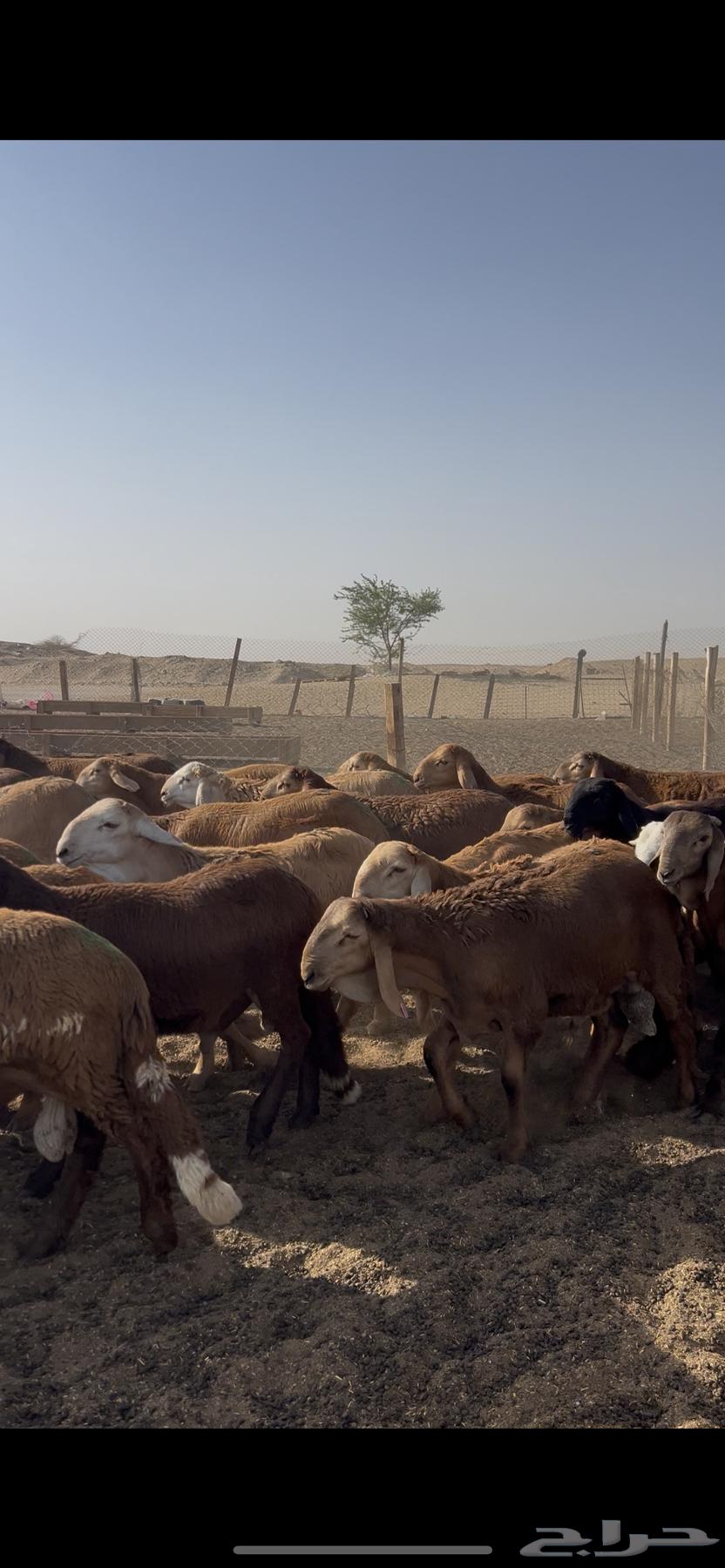 طليان سواكني حمري 100 راس فل64438283786241111