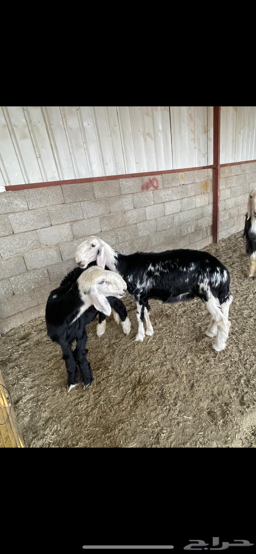 Najdi Class Stallion64434305712258113