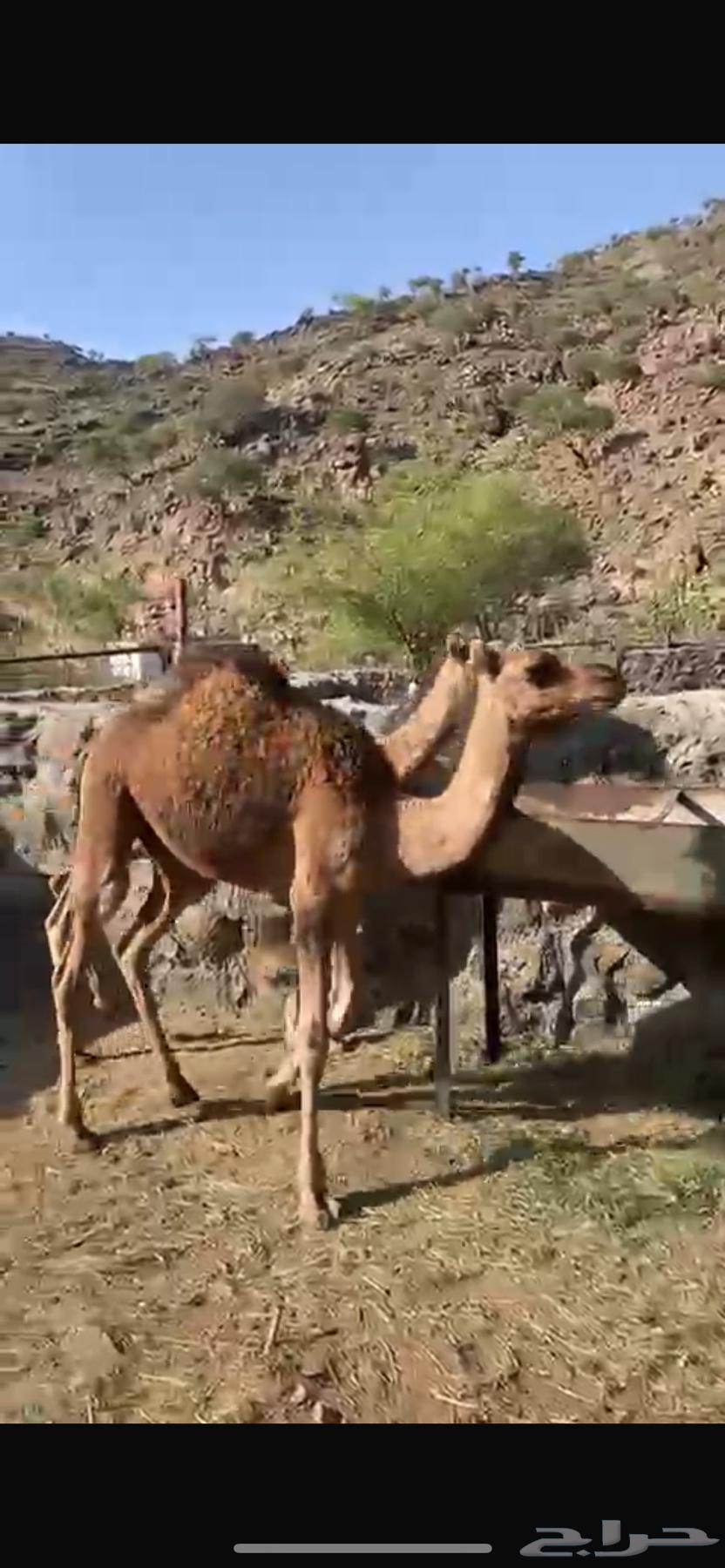 بكار حمر للبيع64438391646209110