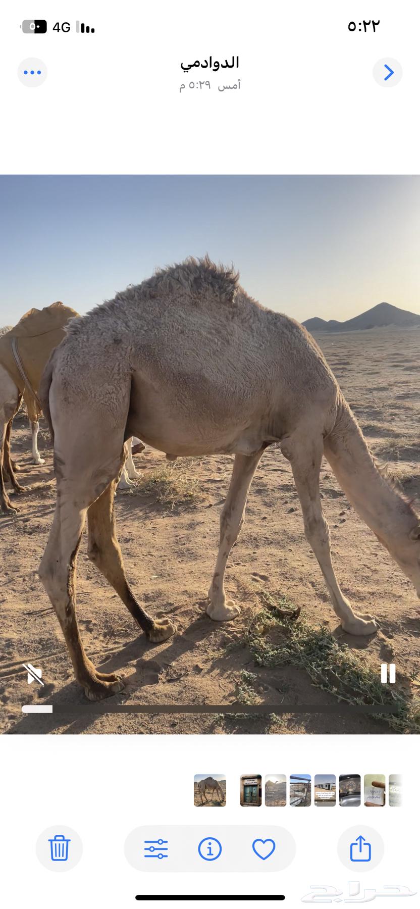 For sale, a goat 8 or 9 months old, healthy and clean. For contact, WhatsApp only64434701216513110