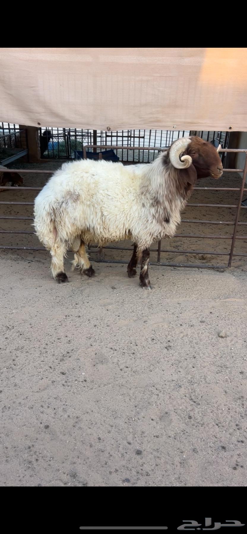 خروف نعيمي فحل مشروط ( تم البيع )64440056481665110