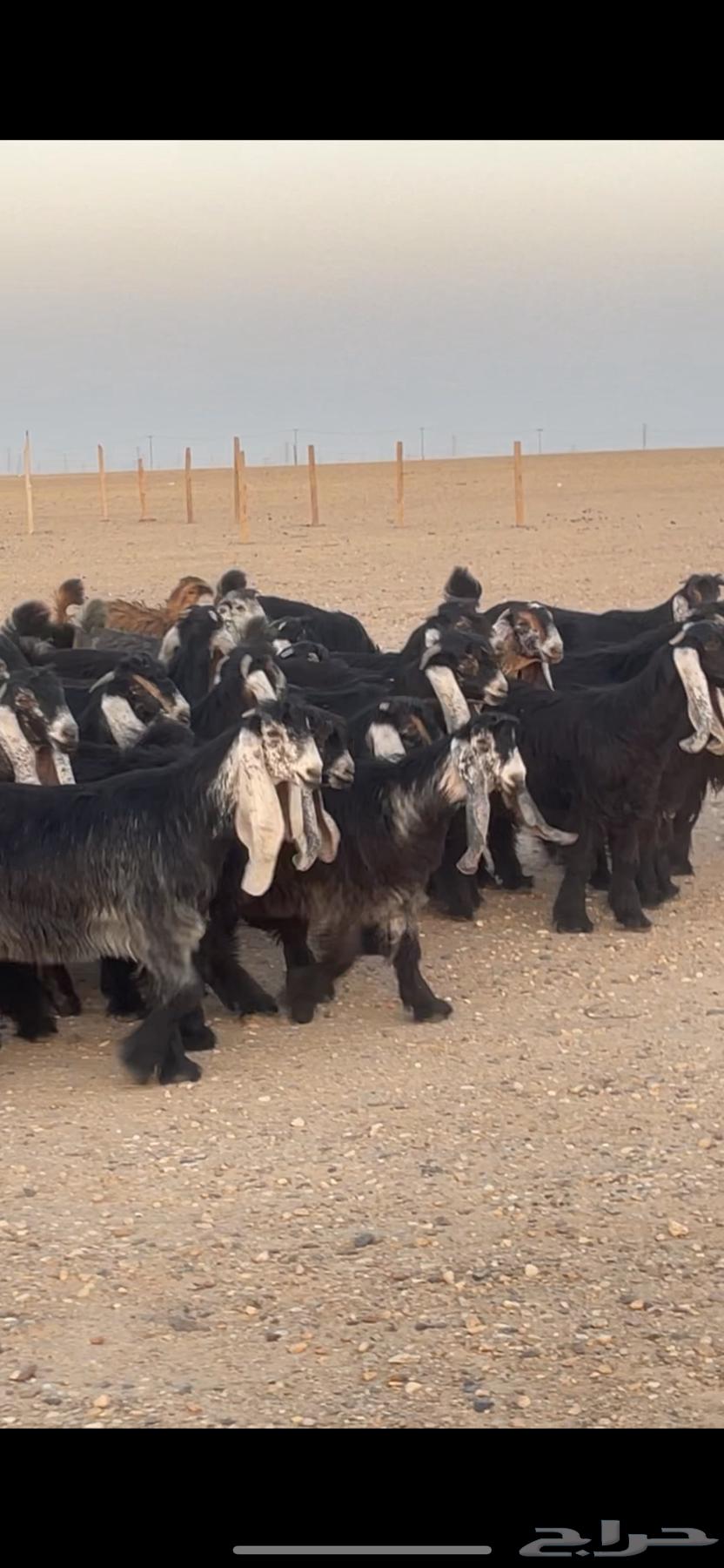 Jafarat Awais of Marah Complete Class64439664685697111