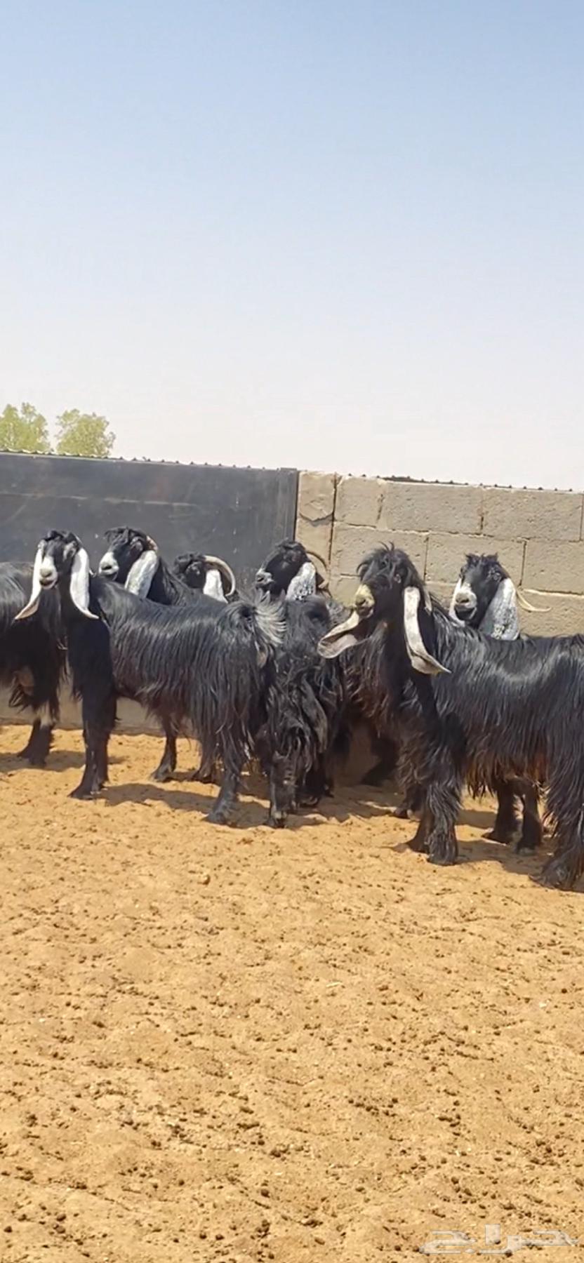 معزا عوارض صنف64436132668419112