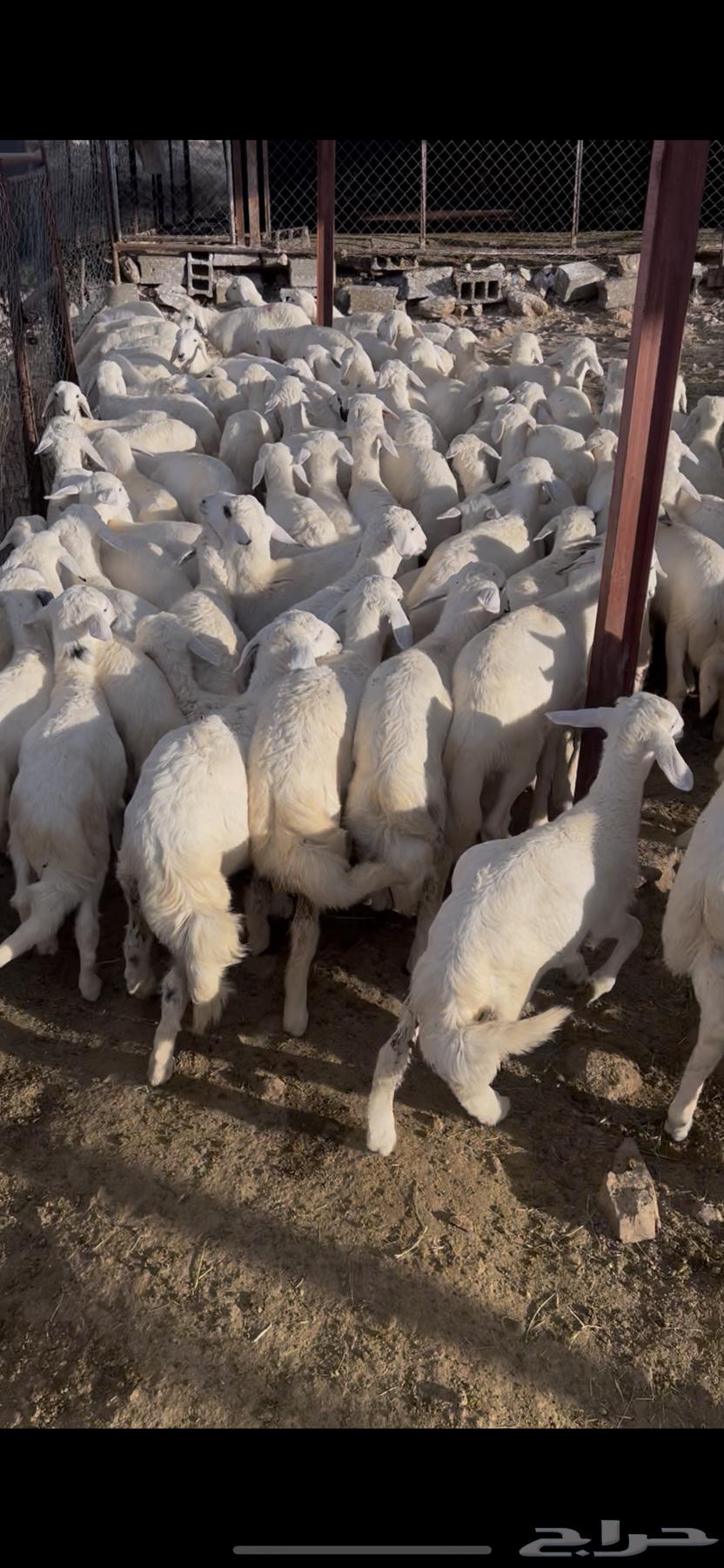 خرفان ورخال طيبة للبيع64437449806338111