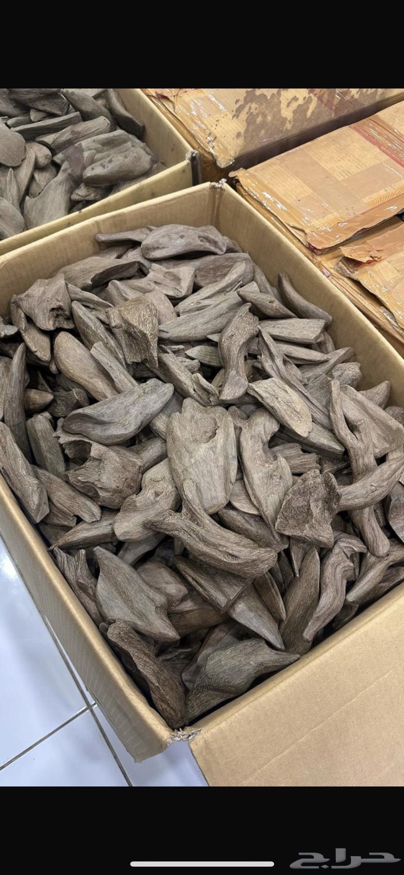 مروكي الشيوخ64438230425859110