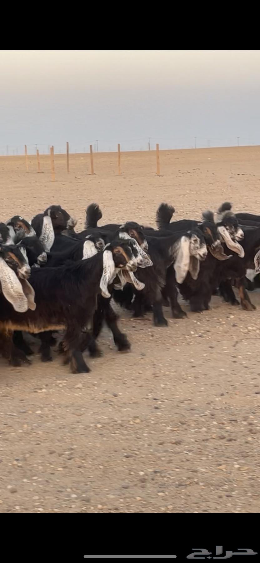 Jafarat Awais of Marah Complete Class64439664685697113