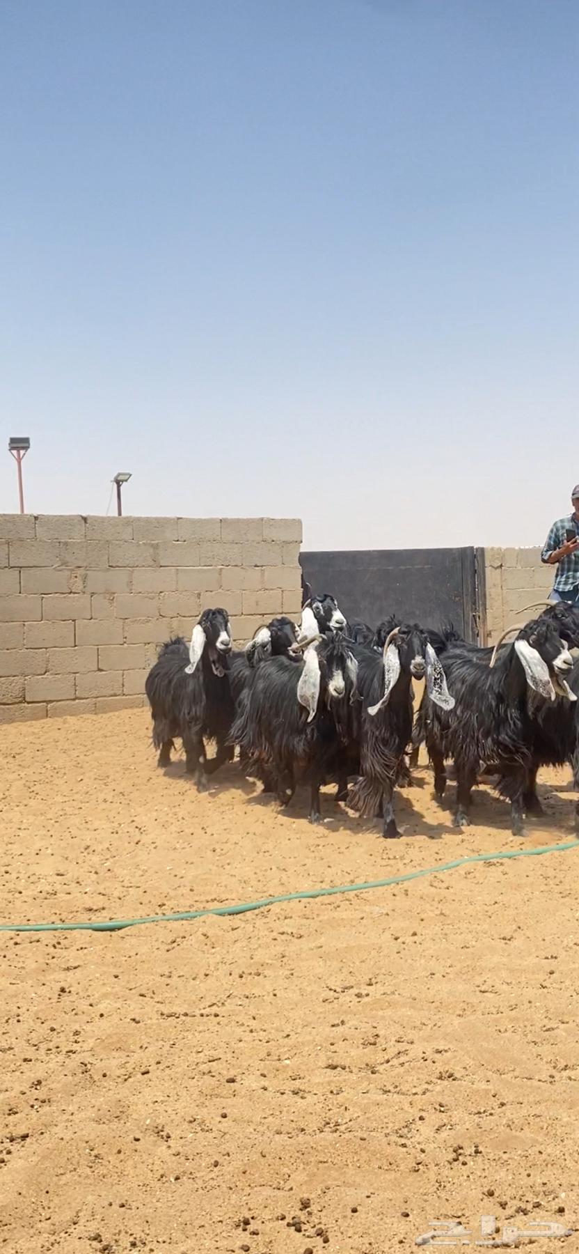 معزا عوارض صنف64436132668419111