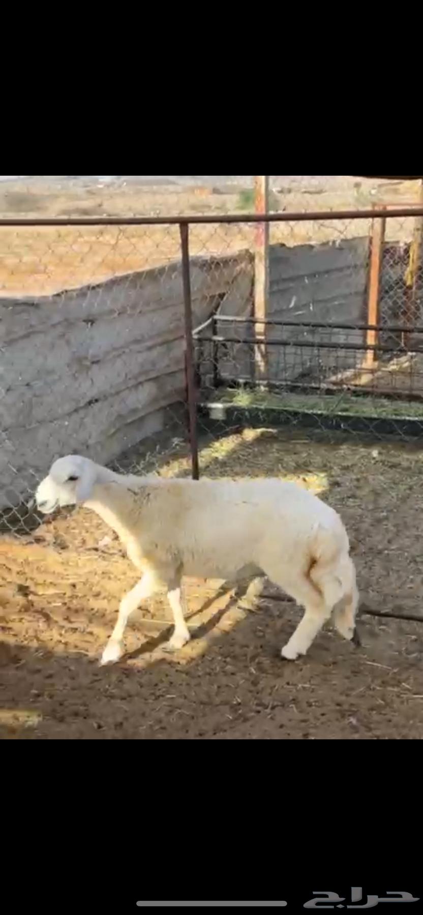 رخل حرية تم البيع64435136644866111