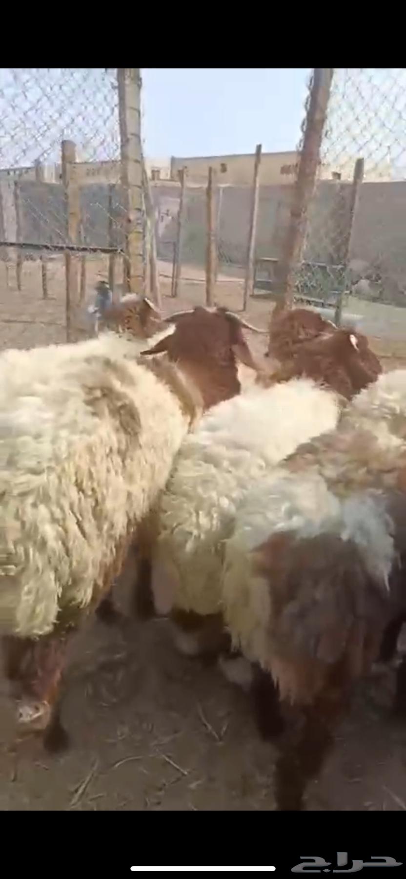 For sale: Naeem Jad'aaan sheep ((Sold))64441677505667111