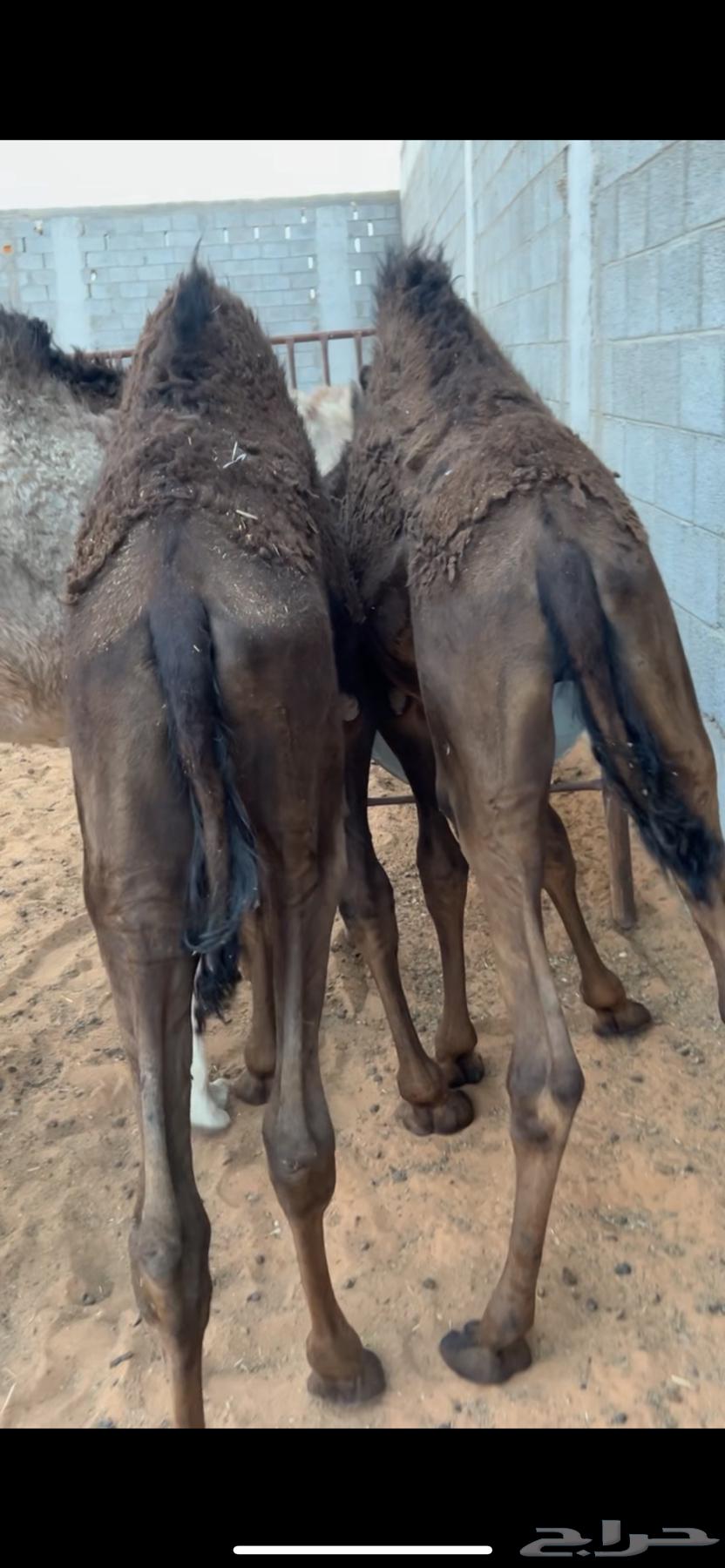 Qa'adan64440042836483111