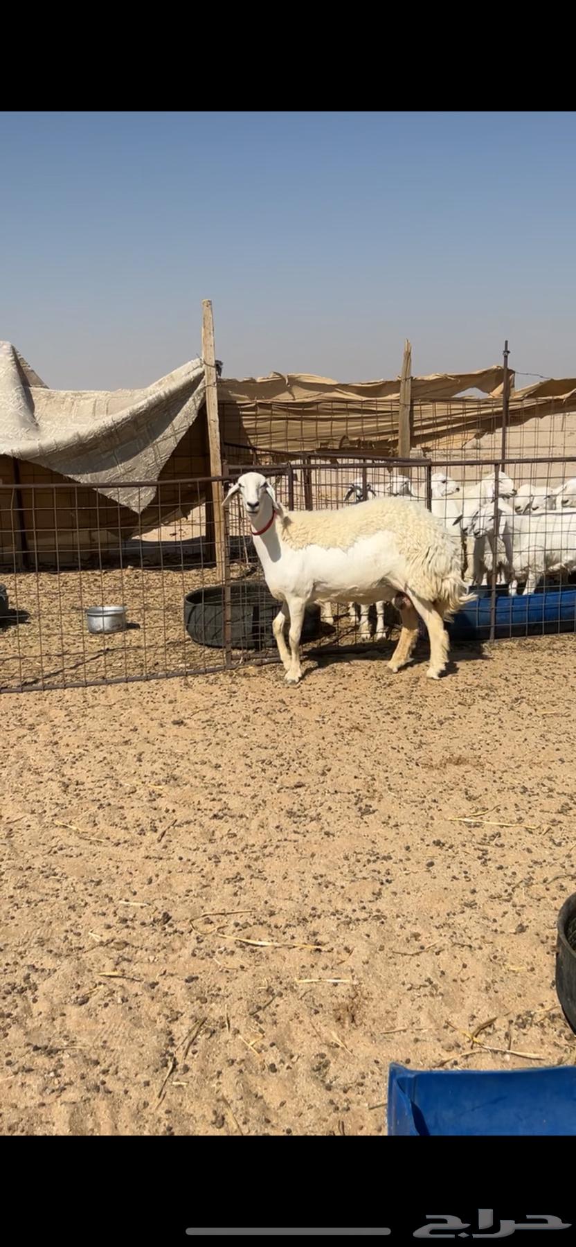 صنف الصنف ثنيه تم البيع64435596380033111