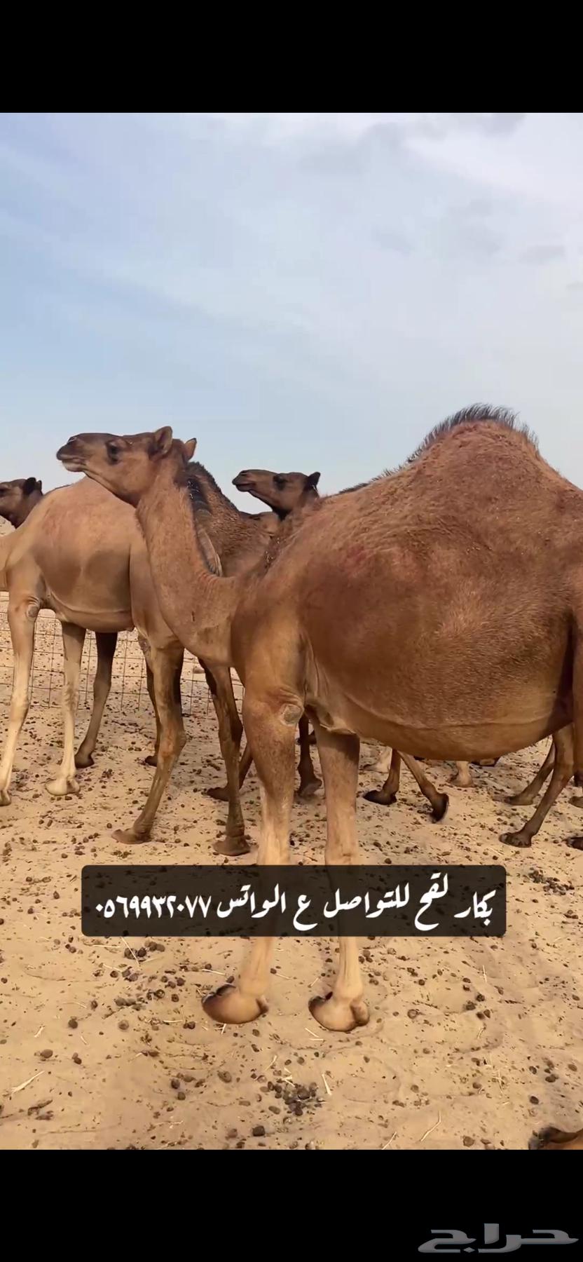 بكار لقحات(( تم البيع ))64434251527683111