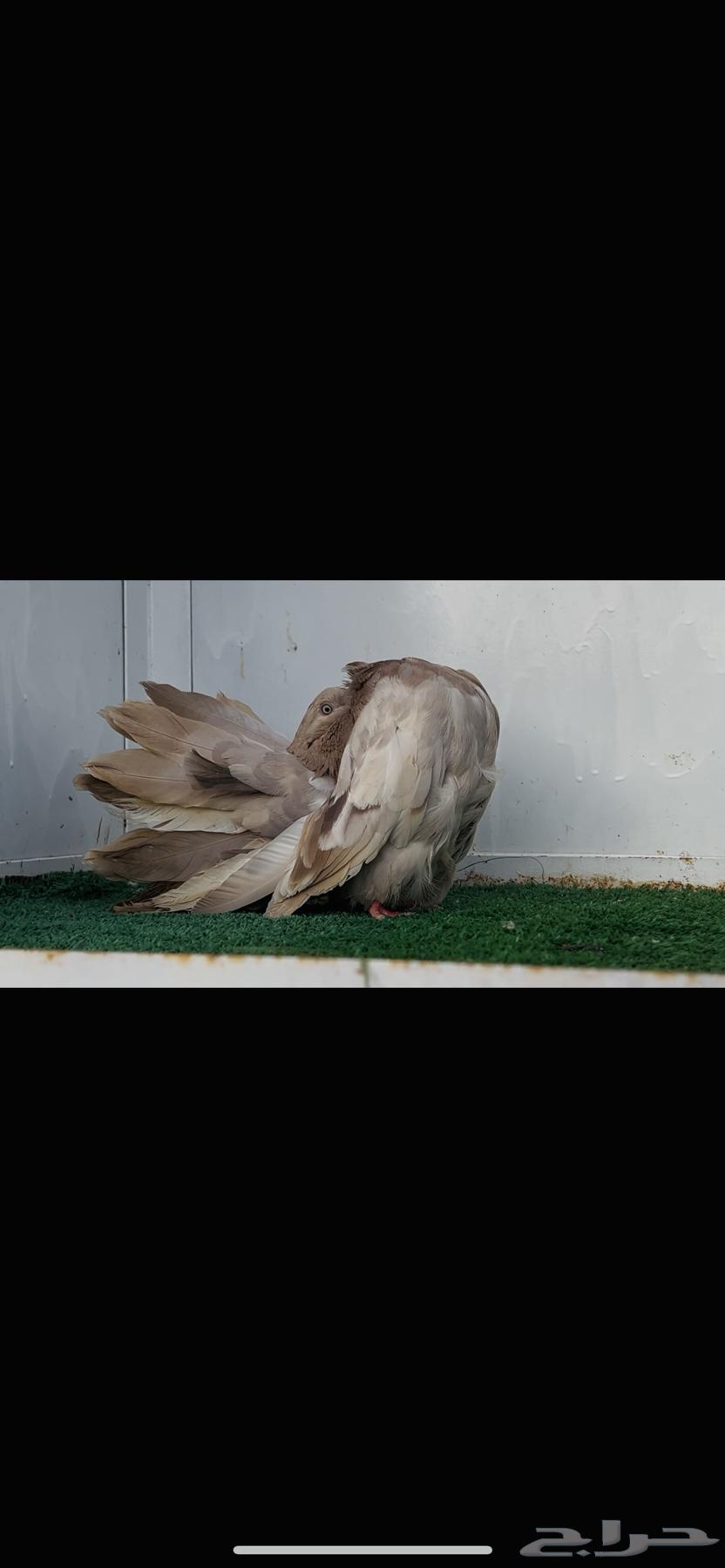 انثى فانتيل كاكي64434169191426113