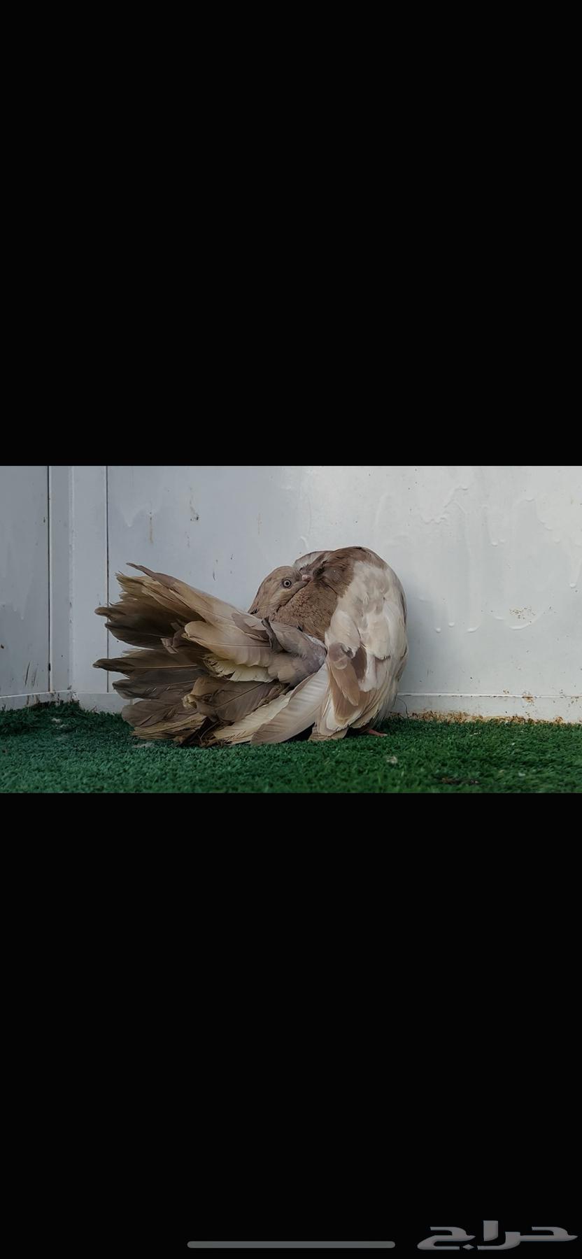 انثى فانتيل كاكي64434169191426112