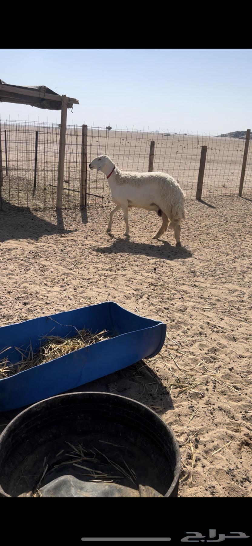 صنف الصنف ثنيه تم البيع64435596380033112