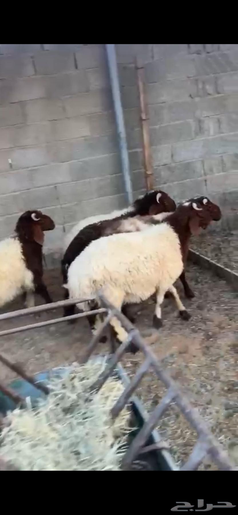 For sale, Naeem's lambs ((Sold))64434074288642110