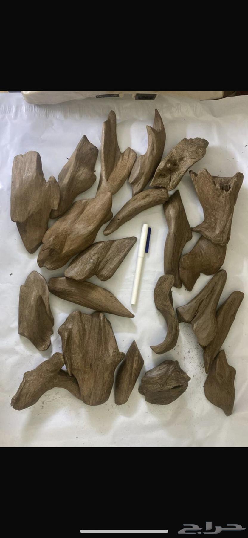 مروكي الشيوخ64438230425859111