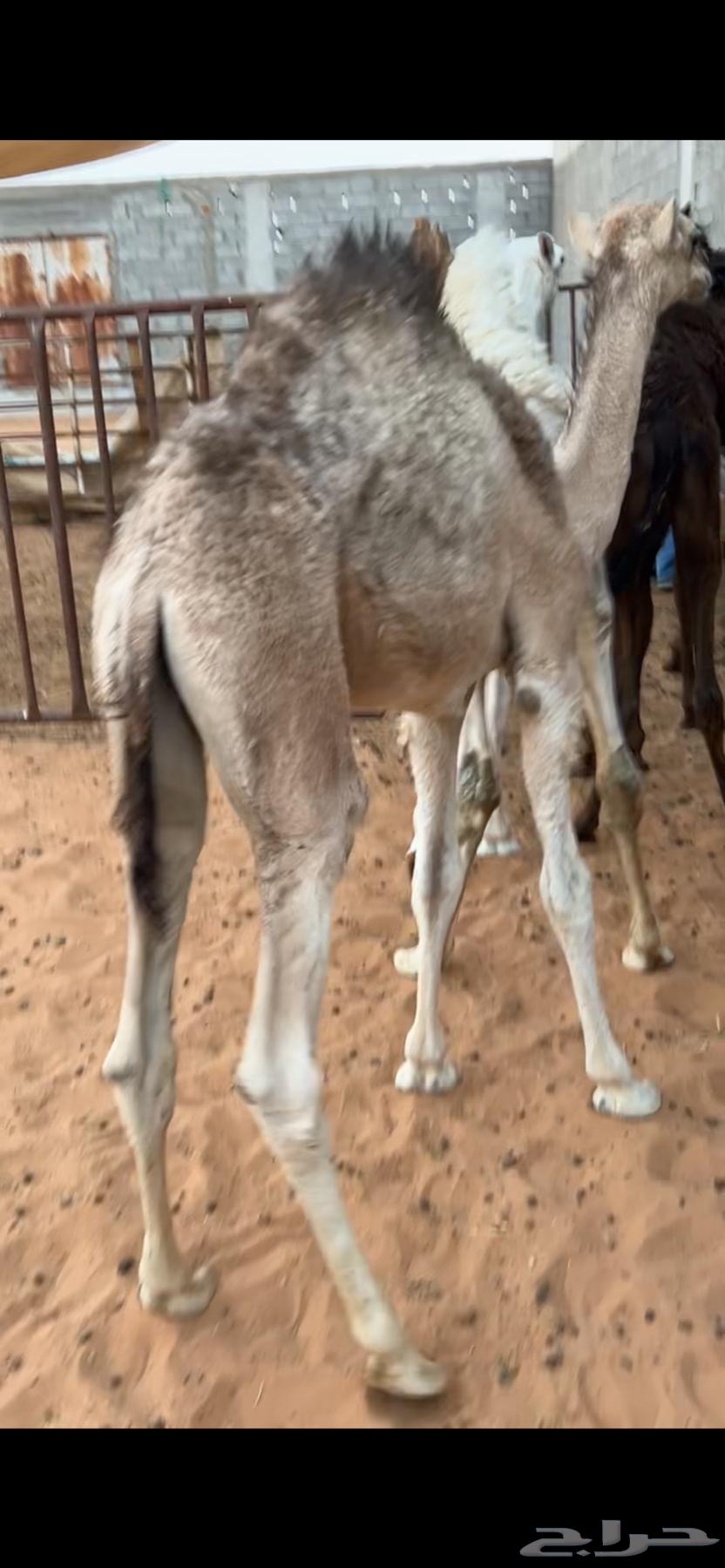 Qa'adan64440042836483112