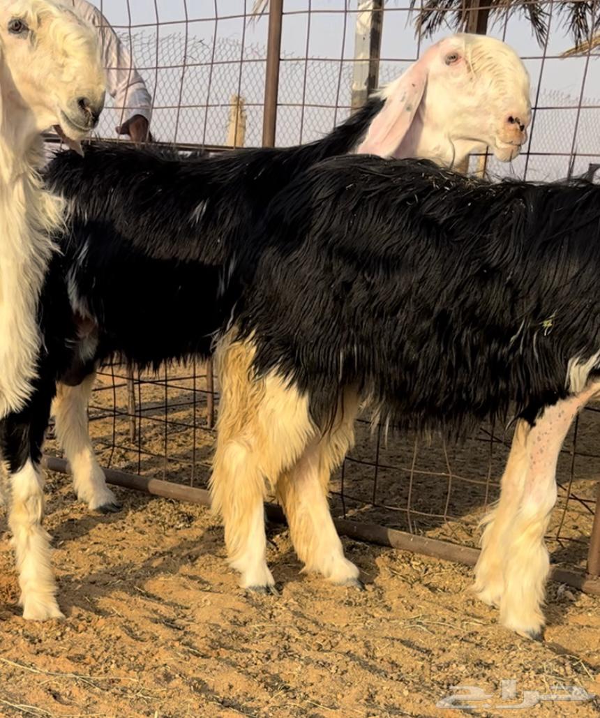 نجديه خصم دافع فحص سونار64440110279809111