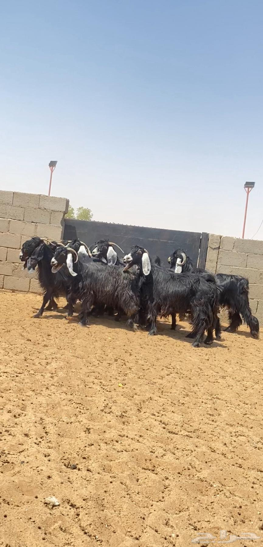 معزا عوارض صنف64436132668419110