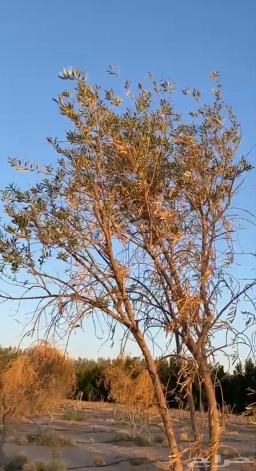 شجر زيتون (البدع)نيوم64434578498561110