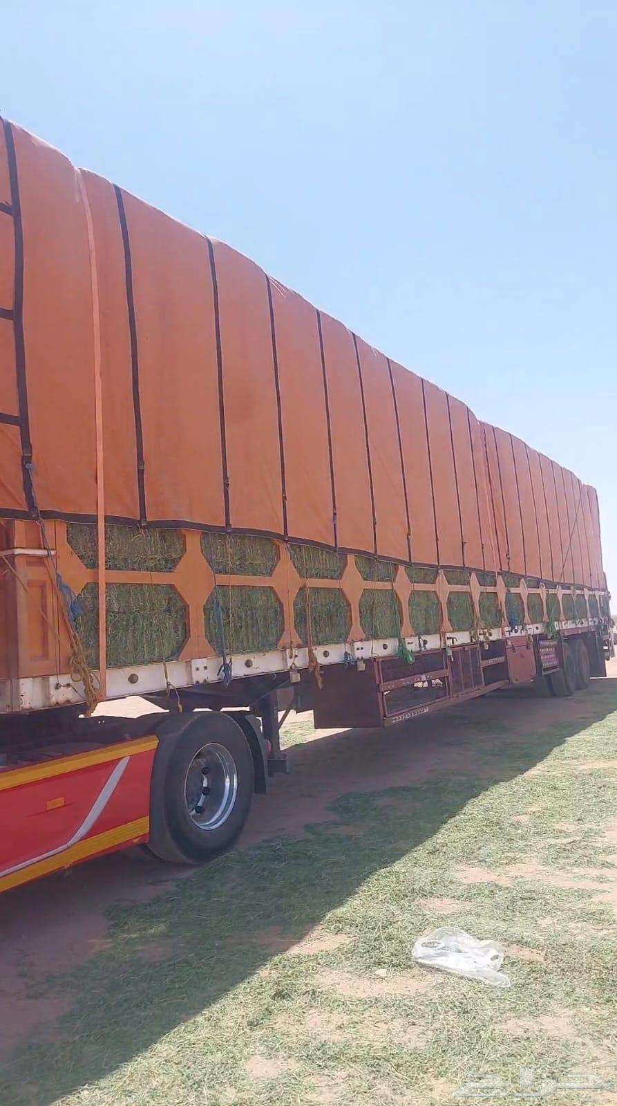 برسيم ورق عود ناعم الرطوبة فل64438982259459110