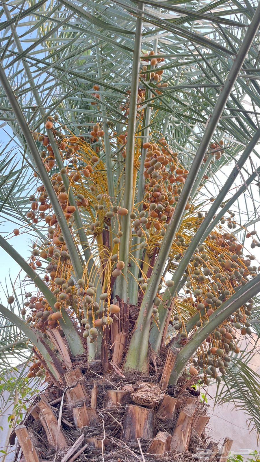 نخل سكري مثمر وارد القصيم واشجار ليمون64439946771713114