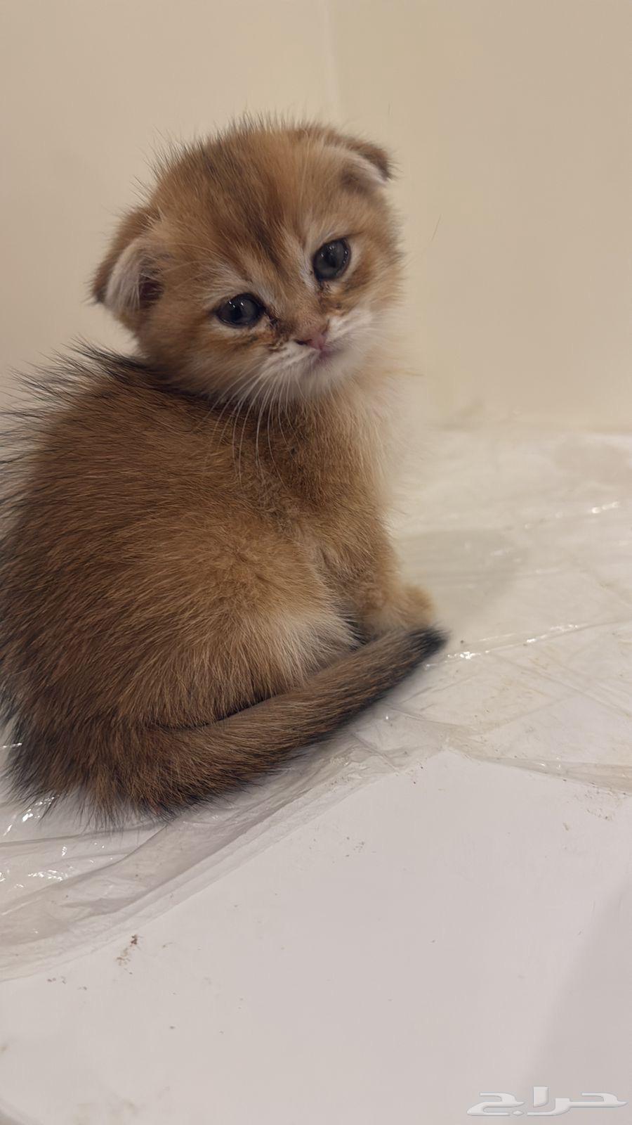 سكوتش كتنز للبيع64435943974914110