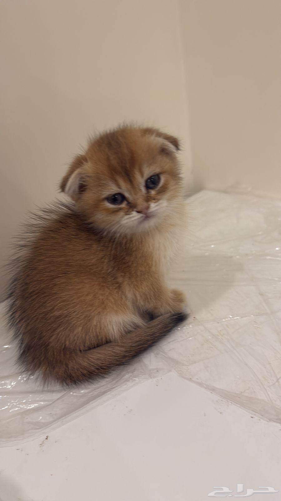 سكوتش كتنز للبيع64435943974914113