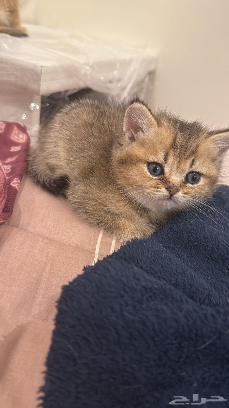 سكوتش كتنز للبيع64435943974914112