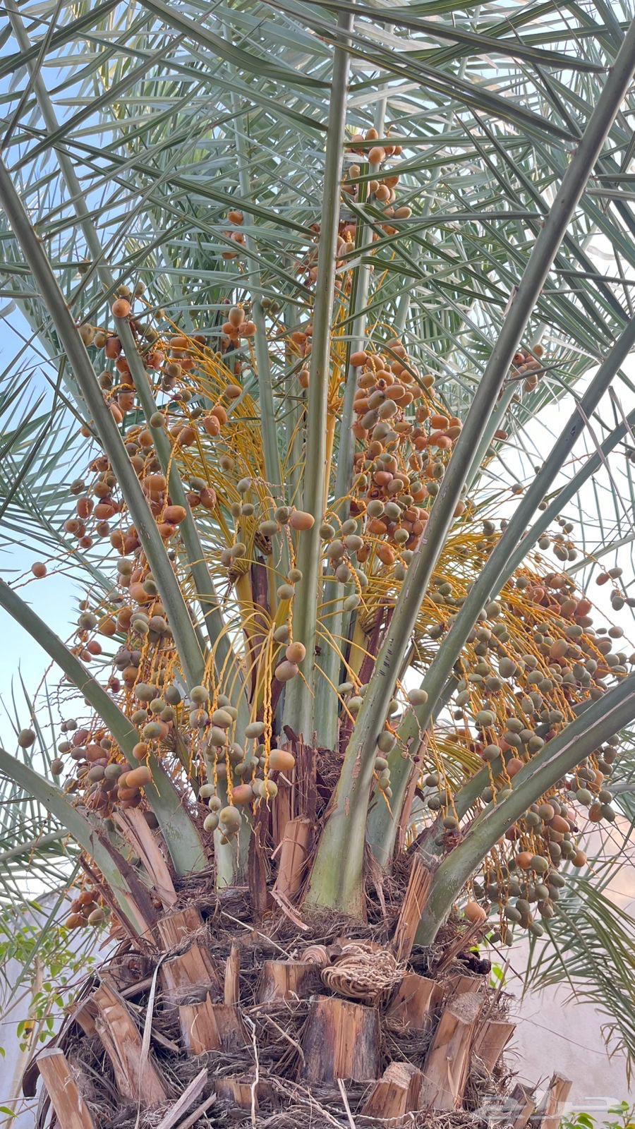 نخل سكري مثمر وارد القصيم واشجار ليمون64439946771713113